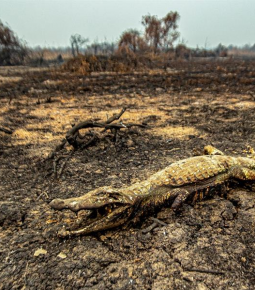 Mato Grosso pede Força Nacional contra fogo no Pantanal