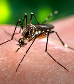 Casos de dengue aumentam 85% nos primeiros meses de 2022